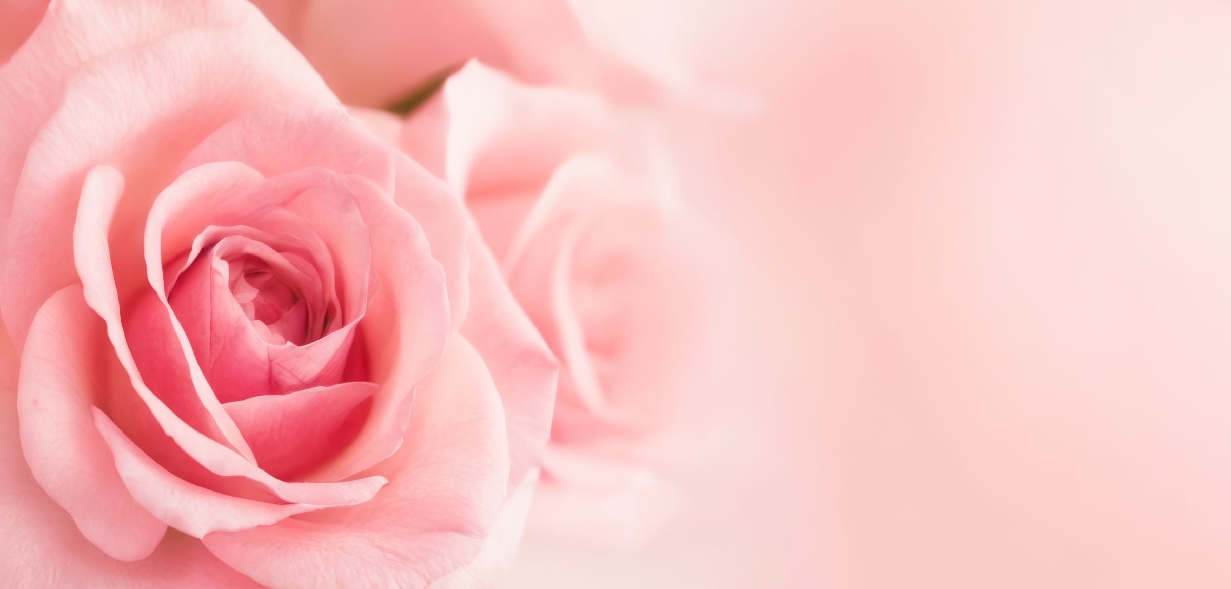 تروج الورود الطازجة لتأثير مهدئ ومريح.